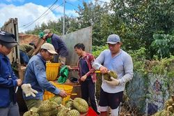 Bộ Nông nghiệp khuyến cáo không chặt phá cây trồng khác để trồng sầu riêng, chanh leo