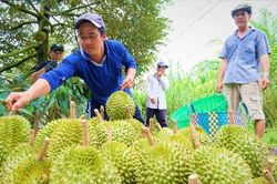 Bộ Nông nghiệp cảnh báo việc người dân ồ ạt chặt tiêu để trồng sầu riêng