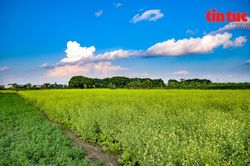 Hà Nội: Vườn cải vàng rực rỡ trong nắng Đông