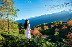 Du khách thích thú ngắm hoa anh đào Sa Pa