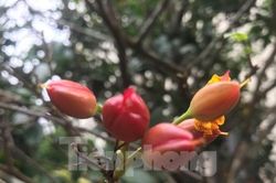 'Trang điểm' cho mai tứ quý giá hàng chục triệu đồng chờ khoe sắc dịp Tết