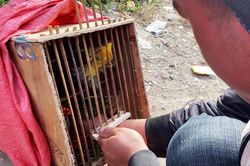 Ngăn chặn tình trạng săn bắt chim hoang dã