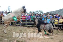 Mãn nhãn hội chọi dê tại Sơn Dương