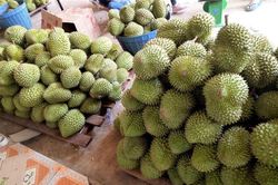 Không tự phát mở rộng diện tích trồng sầu riêng, chanh leo