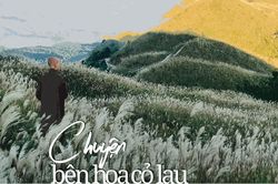 Chuyện bên hoa cỏ lau