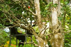 Nghệ An: Cây sơn dã 'xuống phố' thành cây hạng sang chơi Tết