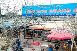 Hoa lê rừng Tây Bắc giá cả triệu đồng xuống phố Hà Nội