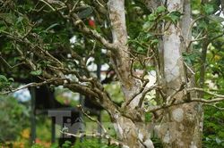 Mục sở thị cây chè cổ thụ hàng chục triệu đồng chơi Tết sớm