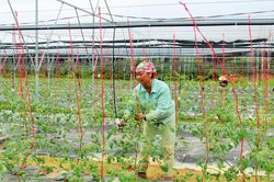 Bud Hill Farm - Trang trại Đồi Chồi: Điểm nhấn của mô hình nông nghiệp sạch
