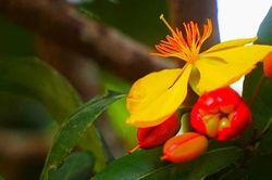 Hối hả 'xuống tóc' cho loài hoa đang được săn đón
