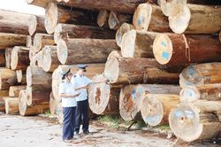 Bất cập hoàn thuế VAT cho ngành gỗ, Bộ Nông nghiệp và Phát triển nông thôn kiến nghị tháo gỡ
