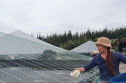 Xem nông dân Nam Định trùm kín ao tránh rét cho tôm