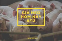Giá heo hơi hôm nay 8/12: Giảm nhẹ ở một số tỉnh miền Nam