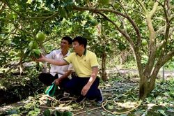 'Vô tình lượm bí kíp' mùa vàng cho bưởi da xanh