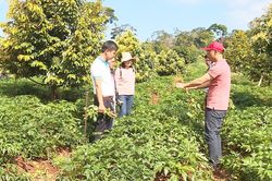 Cơ sở dữ liệu về cây thuốc: 'Đòn bẩy' thu hút đầu tư