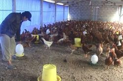 Kinh tế Kinh tế Chống rét, bảo vệ gia súc, gia cầm