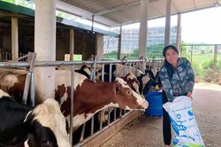 Liên kết nuôi bò sữa đất Suối Thông