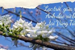 Lạc vào mùa hoa đỗ mai Vũng Tàu: Những cung đường ngập sắc trắng và hồng như phim anime
