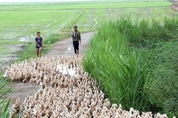 Xóm vịt giời