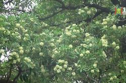 Xung quanh việc di dời cây hoa sữa ở đường Nguyễn Chí Thanh