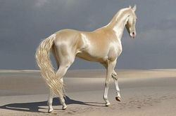 Akhal-Teke: Giống ngựa đẹp mã nhất trên hành tinh