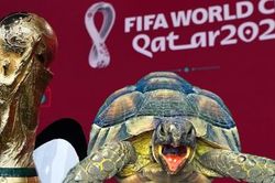 Các con thú tiên tri dự đoán gì về vòng bán kết World Cup 2022?