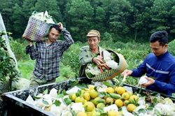 Cam Khe Mây chín vàng đồi, người trồng 'rủng rỉnh' tiền tiêu Tết