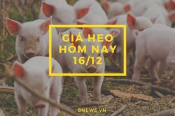 Giá heo hơi hôm nay 16/12: Lặng sóng ngày cuối tuần