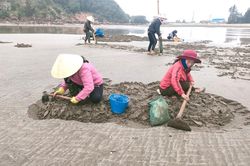 Bới cát tìm ngao mùa giáp Tết