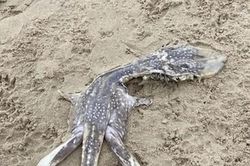 Sốc khi bắt gặp sinh vật kỳ dị giống 'quái vật hồ Loch Ness'