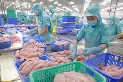 Năng suất cao tạo ra dư địa gia tăng giá trị cho cá tra Việt Nam