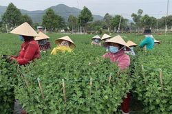 Bà Rịa - Vũng Tàu: Người trồng hoa tất bật vào vụ Tết Quý Mão
