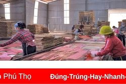 Hạ Hòa: Nhiều cơ sở chế biến gỗ gặp khó khăn