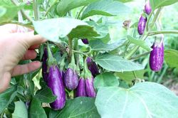 Vườn cà tuổi thơ