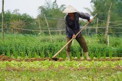 Nông dân phấp phỏng vụ rau Tết
