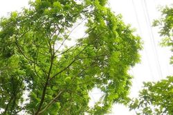Nâng cao ý thức trong bảo vệ hành lang an toàn lưới điện trên địa bàn Thủ đô
