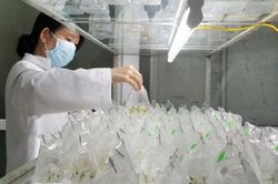 Kinh tế Khoa học - công nghệ Chọn loài và vùng trồng dược liệu theo hướng sản phẩm hàng hóa chủ lực