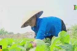 Chủ động nguồn rau phục vụ Tết Nguyên đán