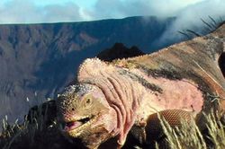 Ecuador: Phát hiện đàn con mới nở của kỳ nhông hồng cực quý hiếm