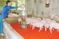 Kinh tế Nông nghiệp - Nông thôn Thu tiền tỷ từ trang trại