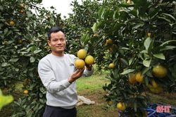 Các nhà vườn ở Can Lộc 'hãm cam' chờ tết