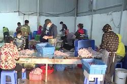 Thu giữ gần 1 tấn chân gà bốc mùi sắp xuất ra thị trường