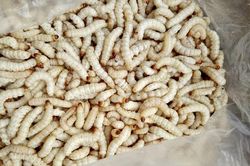 Đặc sản được ví như 'lộc trời', nhà giàu săn lùng, nửa triệu/kg