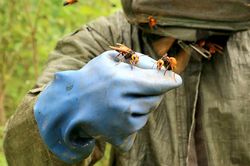 Loài ở Việt Nam có nọc độc nguy hiểm giờ thành 'mỏ tiền', dân đi săn bán nửa triệu/kg