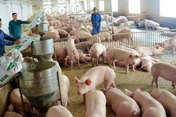 Giá lợn hơi chưa vượt khỏi mốc 54.000 đồng/kg
