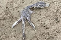 Sốc khi bắt gặp sinh vật kỳ dị giống 'quái vật hồ Loch Ness'