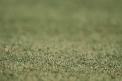 Mặt cỏ sân Mỹ Đình xấu nhất trong số các sân tổ chức AFF Cup 2022?