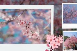 Đà Lạt mùa cuối năm: Mai anh đào 'nhuộm' hồng sắc trời, Gen Z tha hồ sống ảo