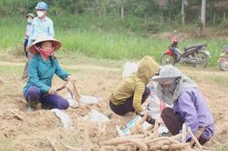 Nông dân Anh Sơn nhộn nhịp thu hoạch sắn