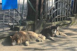 Giải cứu 2 chú chó Alaska bị vứt bỏ nghi do chủ vướng vào lao lý